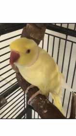 Lost Indian Ringneck Parakeet