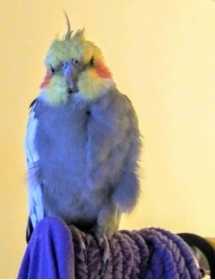 Lost Cockatiel