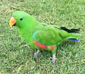 Lost Eclectus