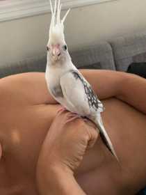 Lost Cockatiel