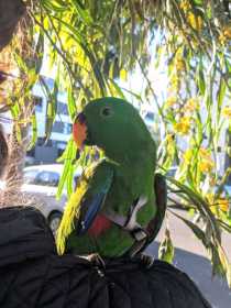 Lost Eclectus