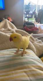 Lost Indian Ringneck Parakeet
