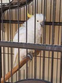 Lost Cockatoo