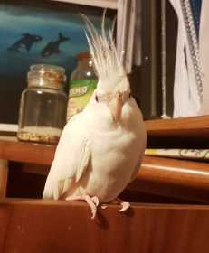 Lost Cockatiel