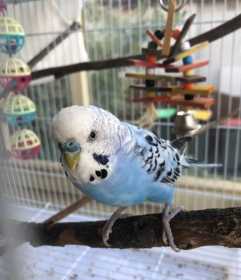 Lost Budgerigar