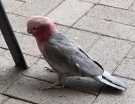 Lost Galah Cockatoo