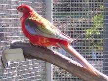Lost Rosella