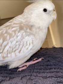 Lost Cockatiel