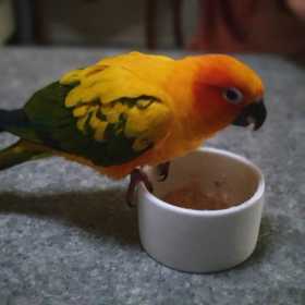 Lost Conure