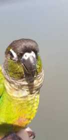 Lost Conure