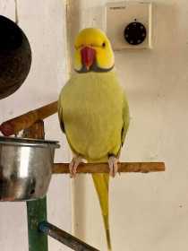 Lost Indian Ringneck Parakeet