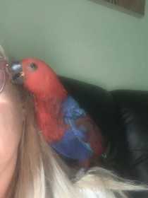 Lost Eclectus