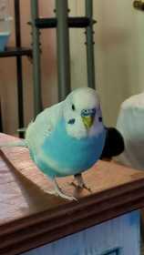 Lost Budgerigar