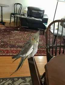 Lost Cockatiel