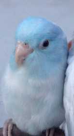 Lost Parrotlet