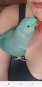 Lost Indian Ringneck Parakeet