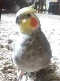 Lost Cockatiel