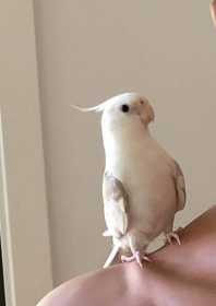 Lost Cockatiel