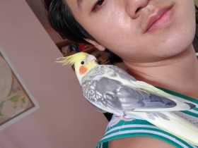 Lost Cockatiel
