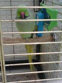 Lost Indian Ringneck Parakeet