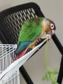 Lost Conure