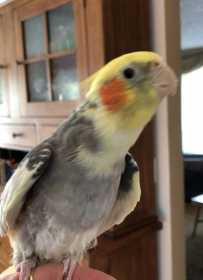 Lost Cockatiel