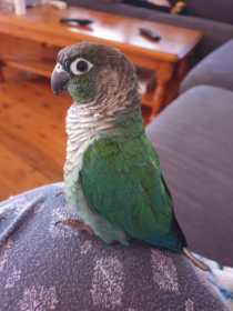 Lost Conure