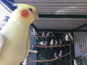 Lost Cockatiel