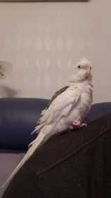 Lost Cockatiel