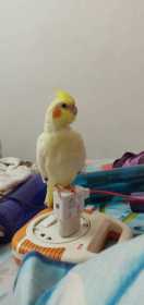 Lost Cockatiel
