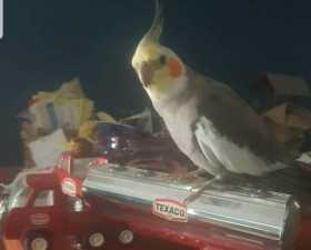 Lost Cockatiel