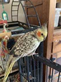 Lost Cockatiel