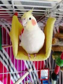 Lost Cockatiel