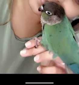 Lost Conure