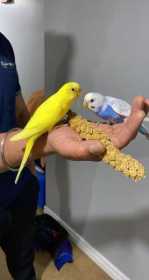 Lost Budgerigar