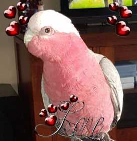 Lost Galah Cockatoo