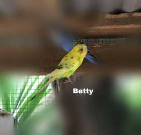 Lost Budgerigar