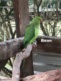 Lost Indian Ringneck Parakeet