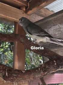 Lost Grass Parakeet