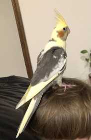 Lost Cockatiel