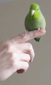 Lost Parrotlet