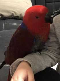 Lost Eclectus