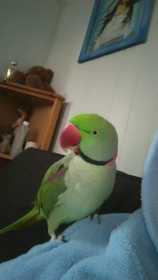 Lost Alexandrine