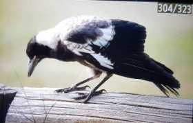 Lost Magpie