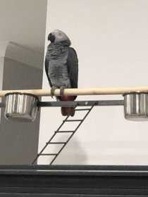 Lost African Grey