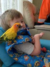 Lost Conure