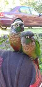 Lost Conure