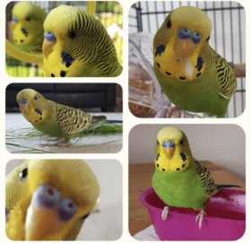 Lost Budgerigar