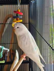 Lost Budgerigar