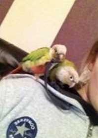 Lost Conure